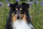 牧羊犬