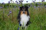 牧羊犬