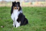 牧羊犬