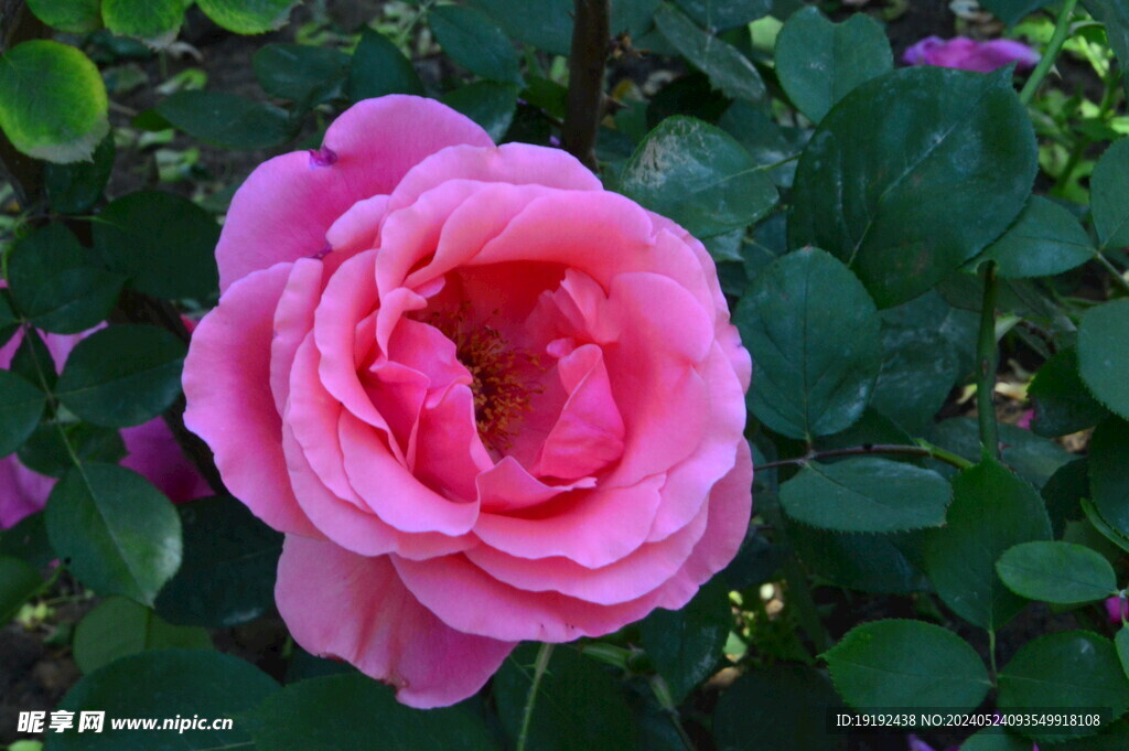月季花 