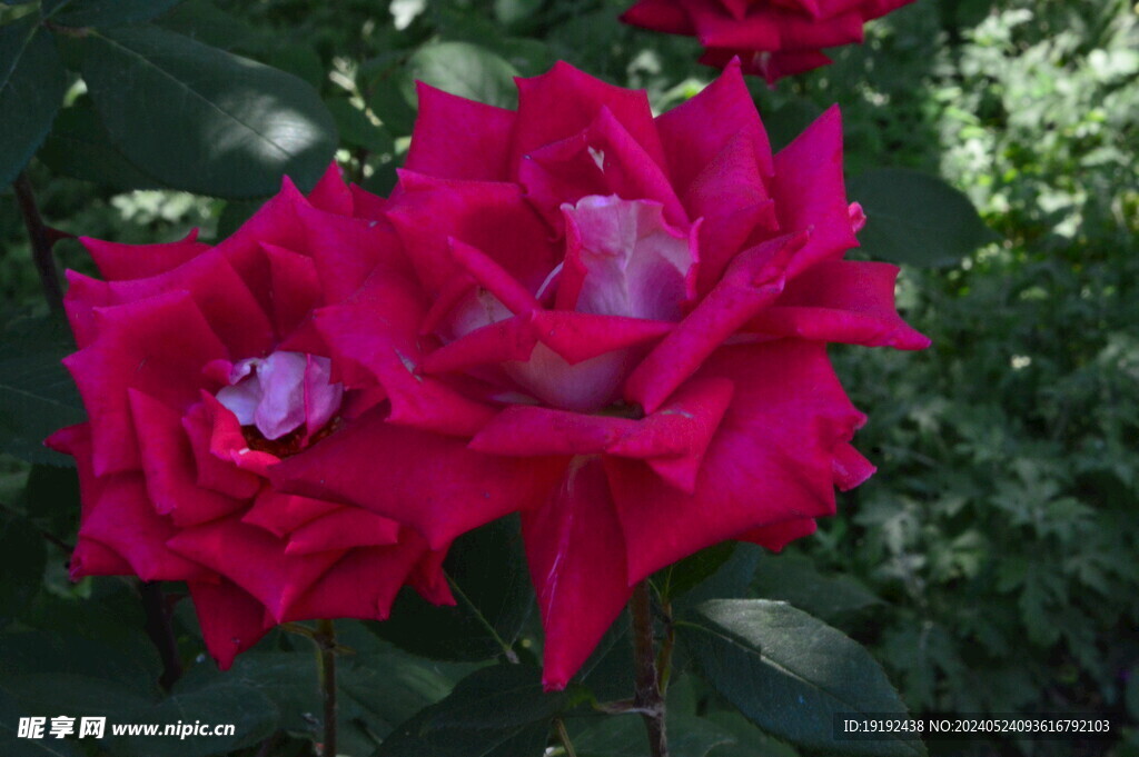 月季花  