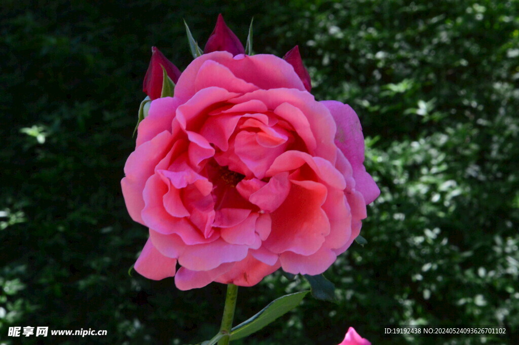 月季花 