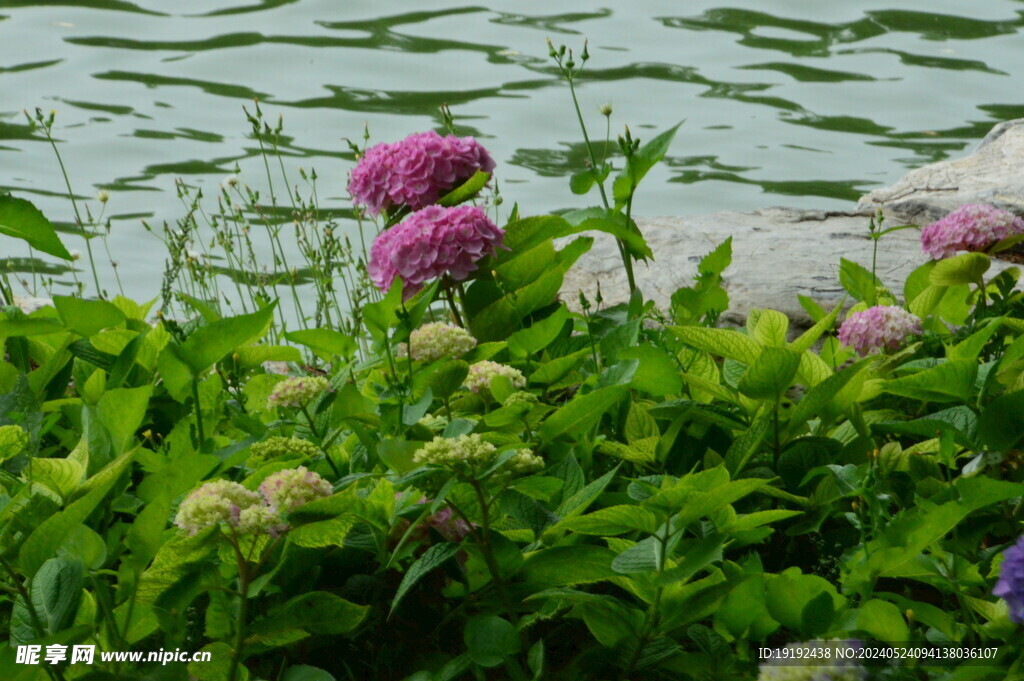 绣球花 