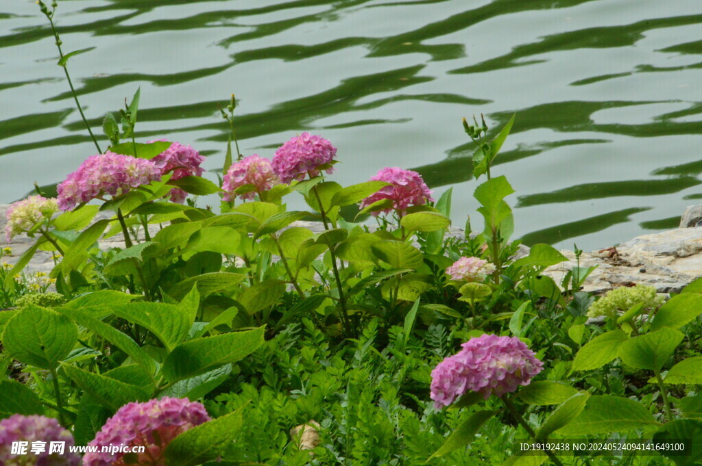 绣球花  