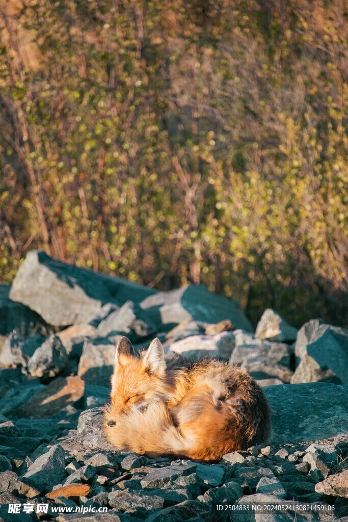 狐狸