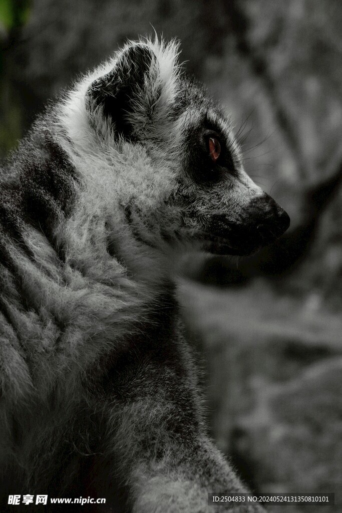 狐狸