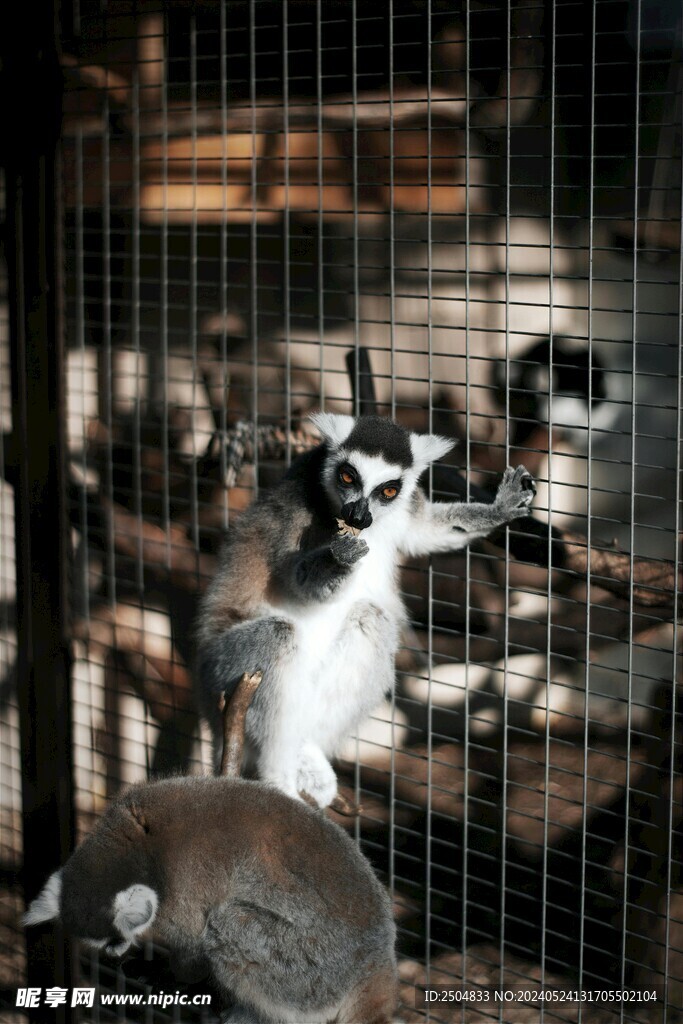 狐狸