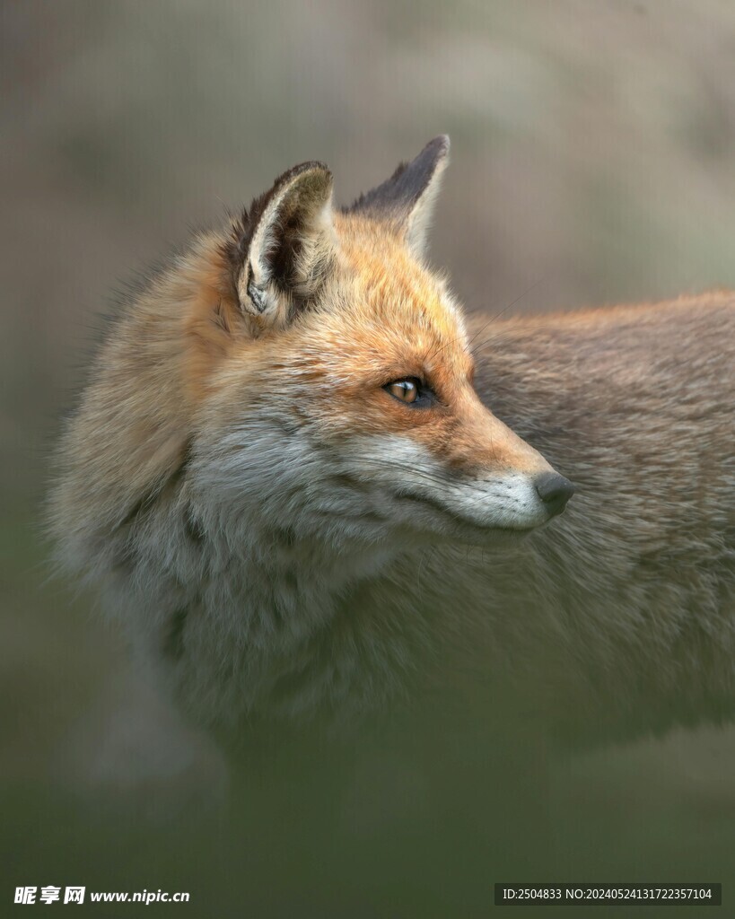 狐狸