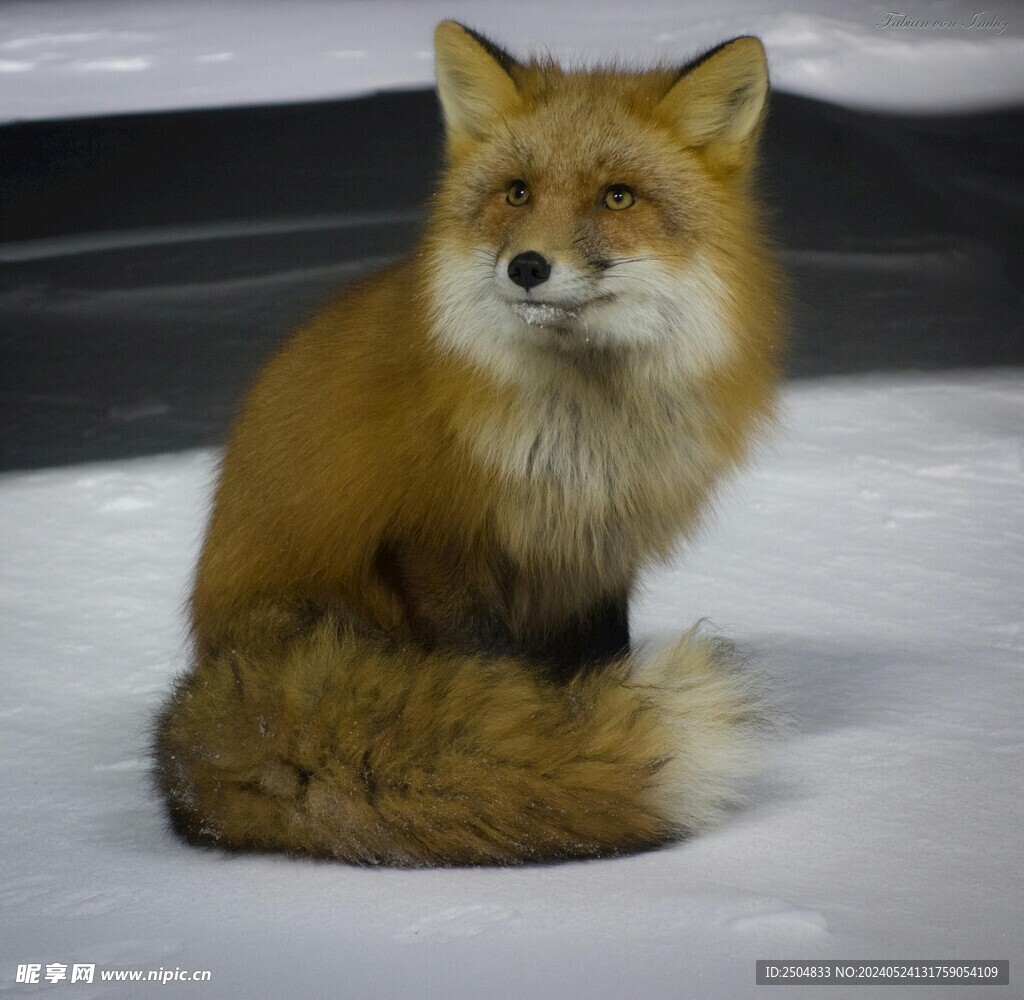 狐狸