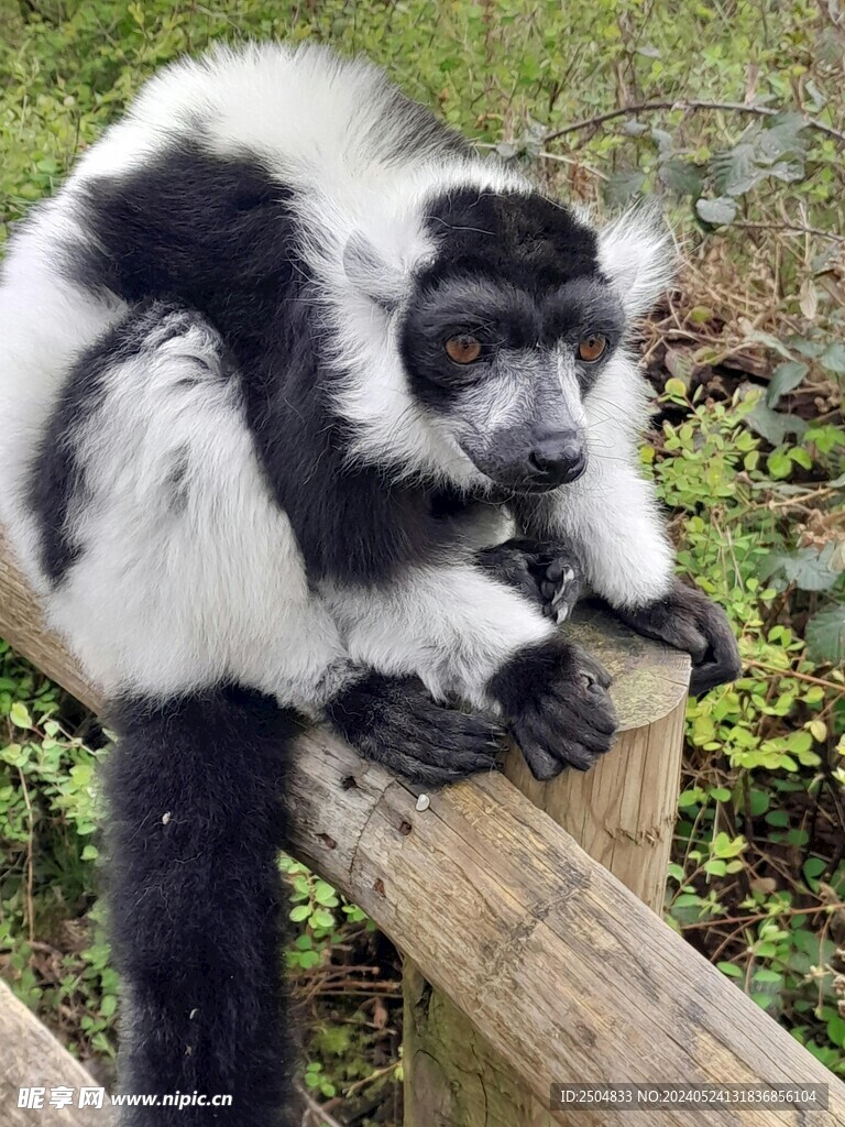 狐狸