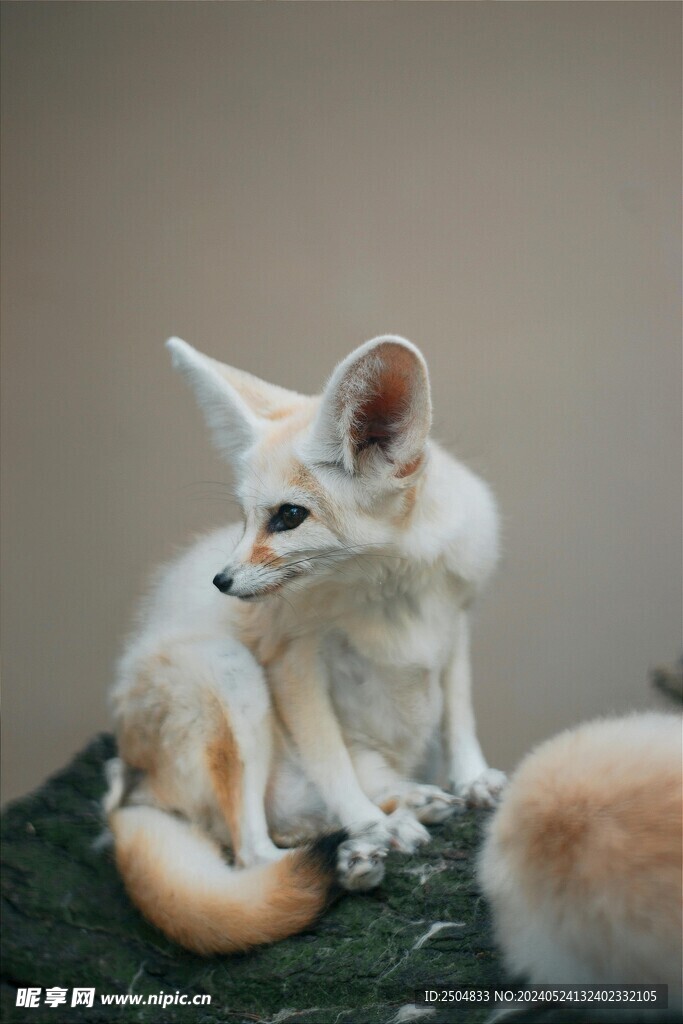 狐狸