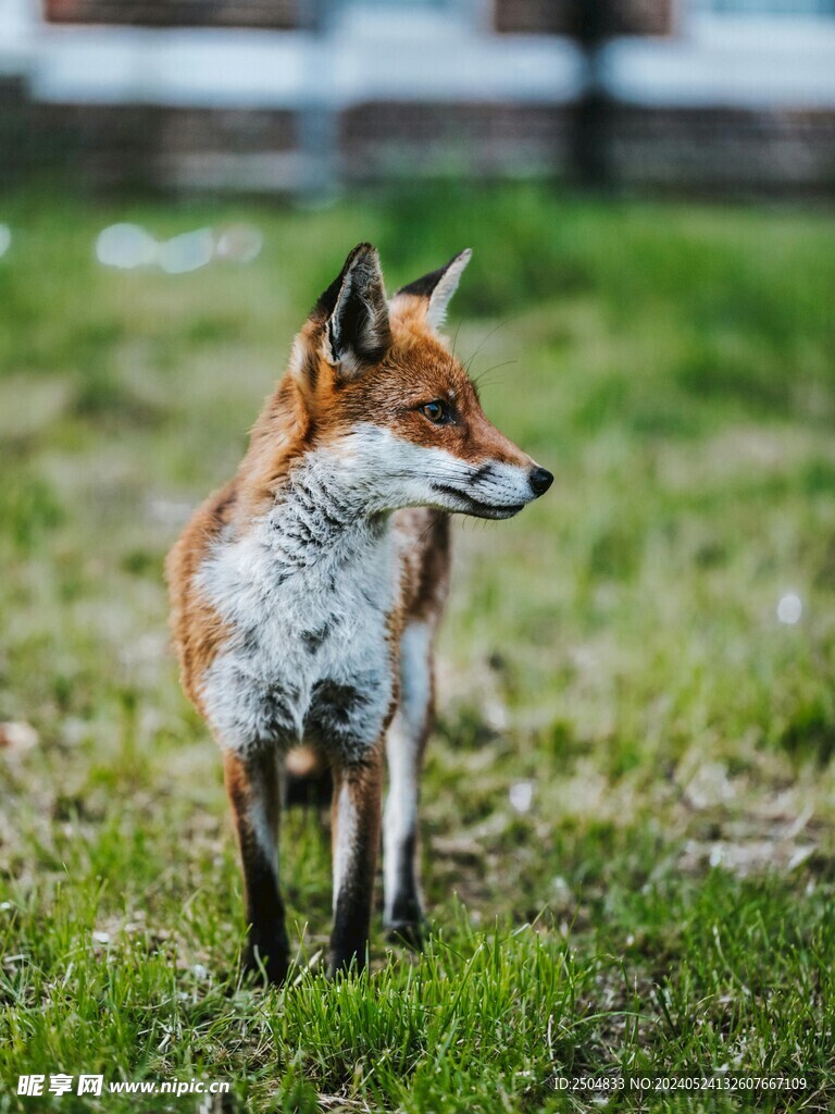 狐狸