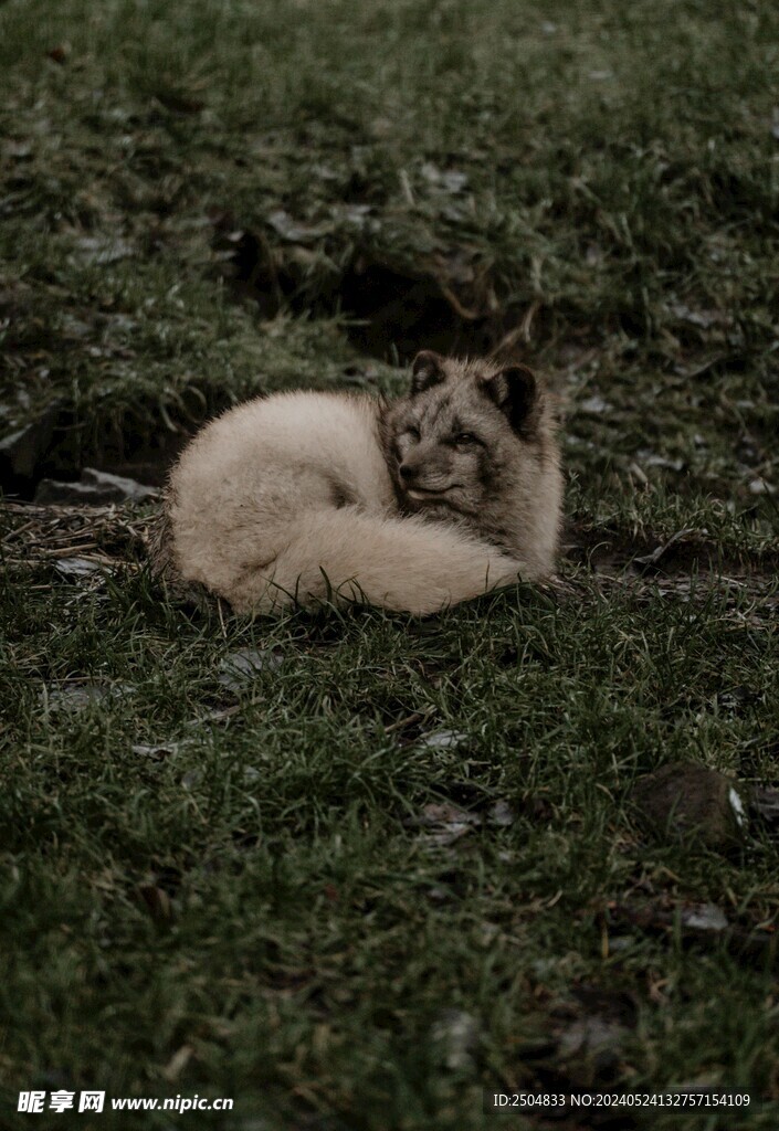 狐狸
