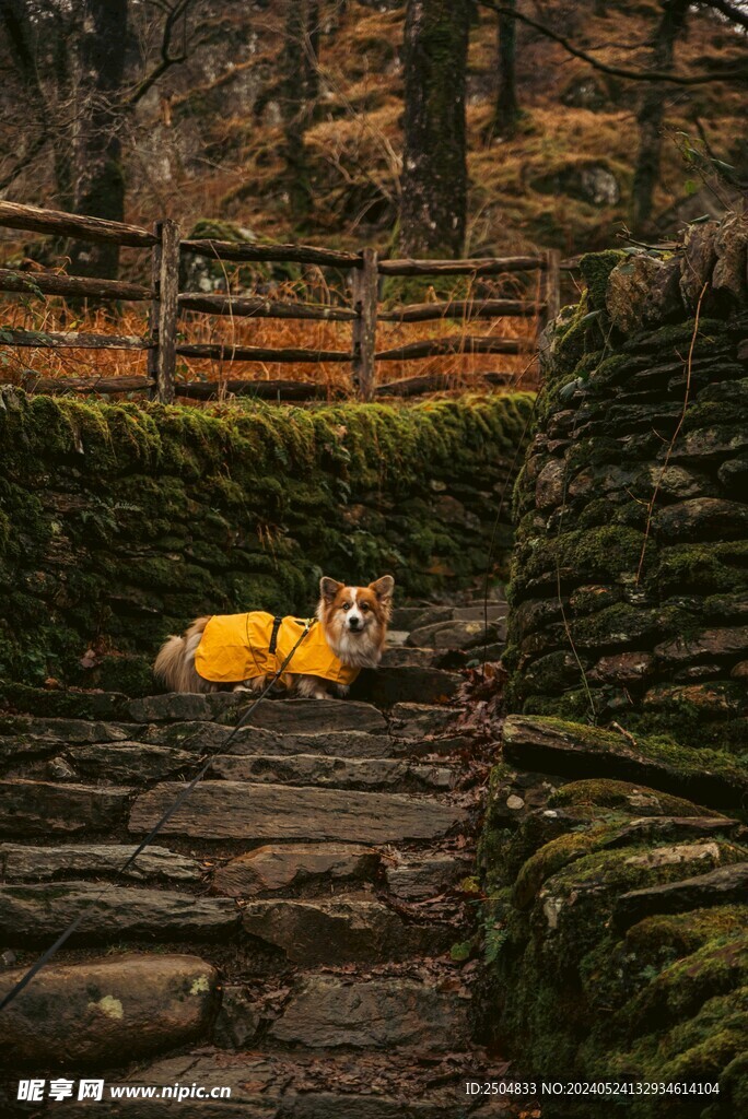 狐狸
