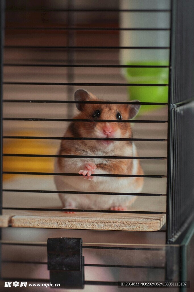 狐狸