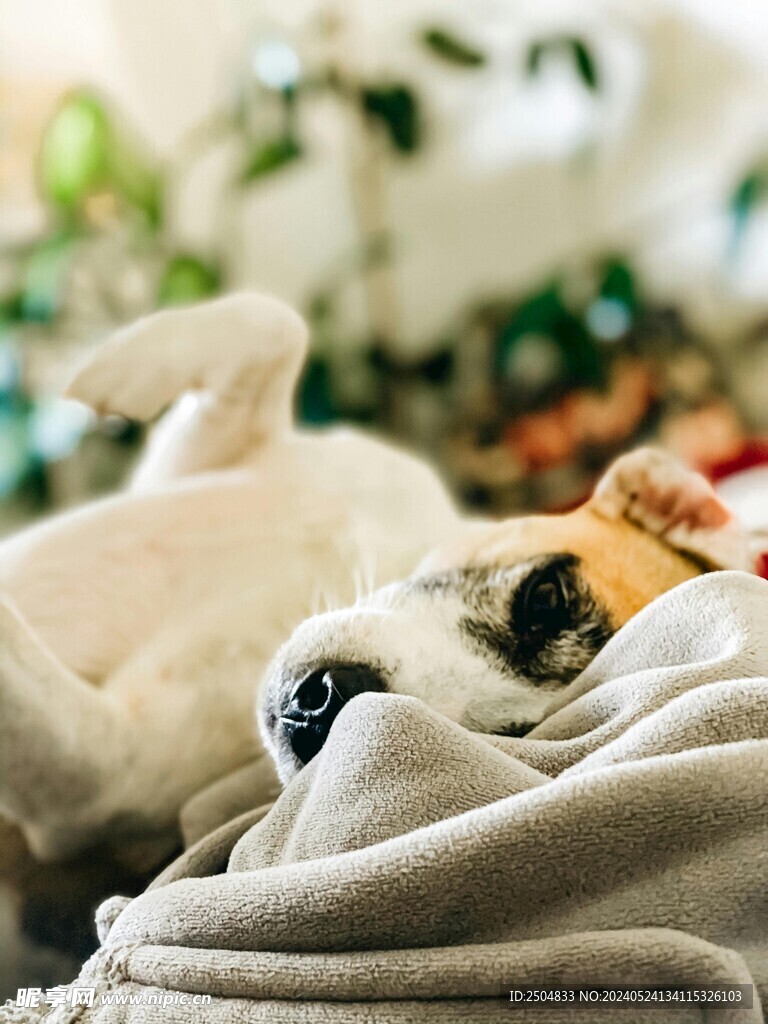 狐狸