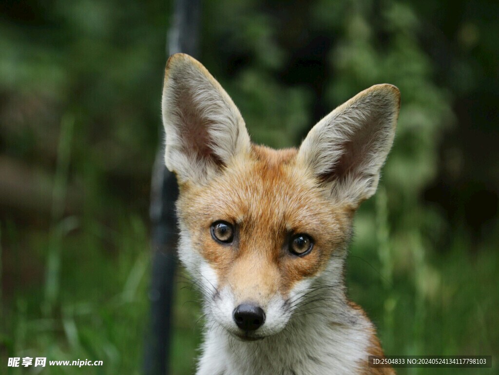 狐狸