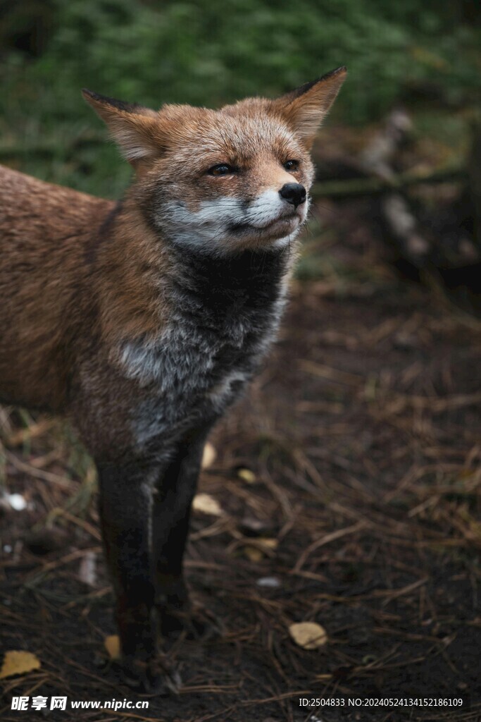 狐狸