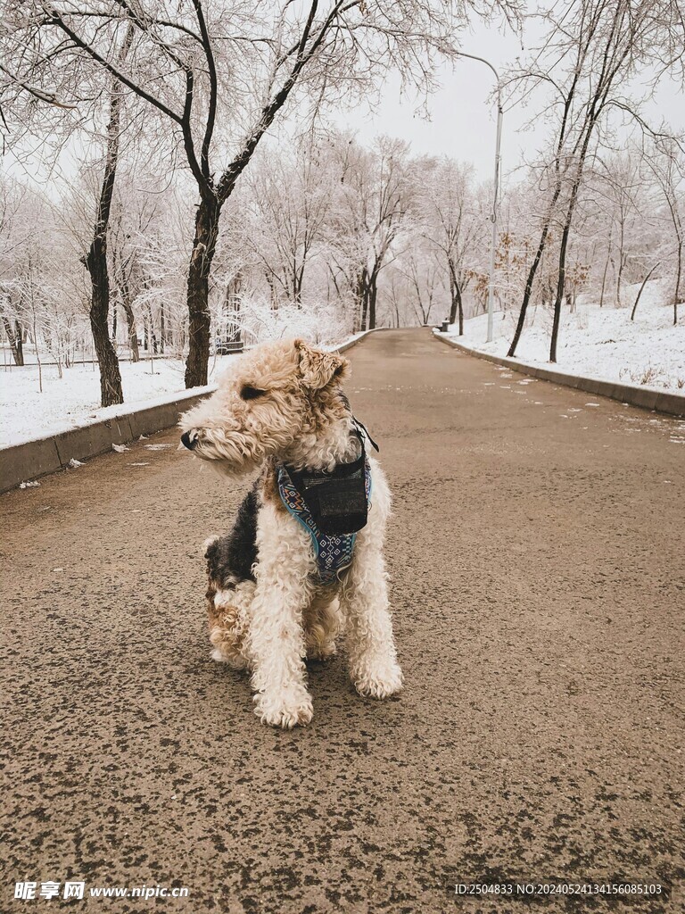 狐狸