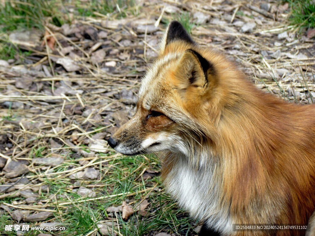 狐狸