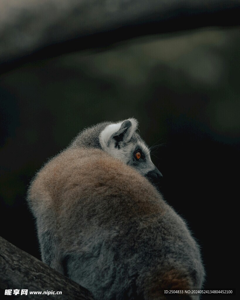狐狸