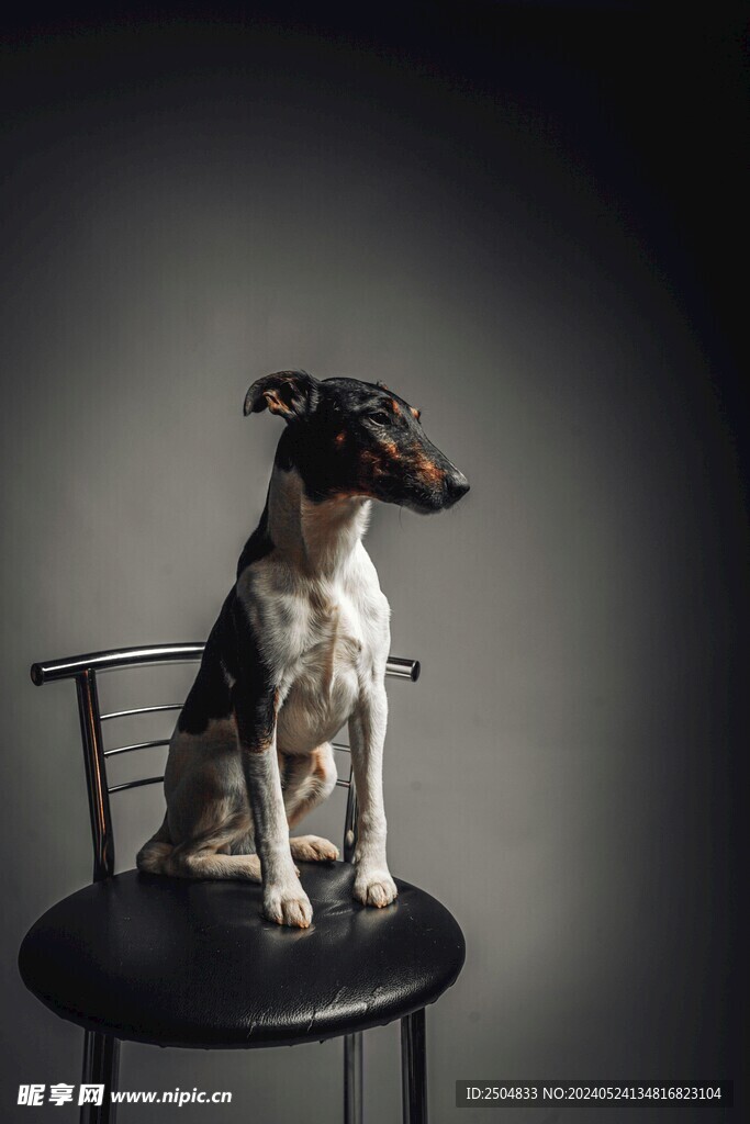 狐狸