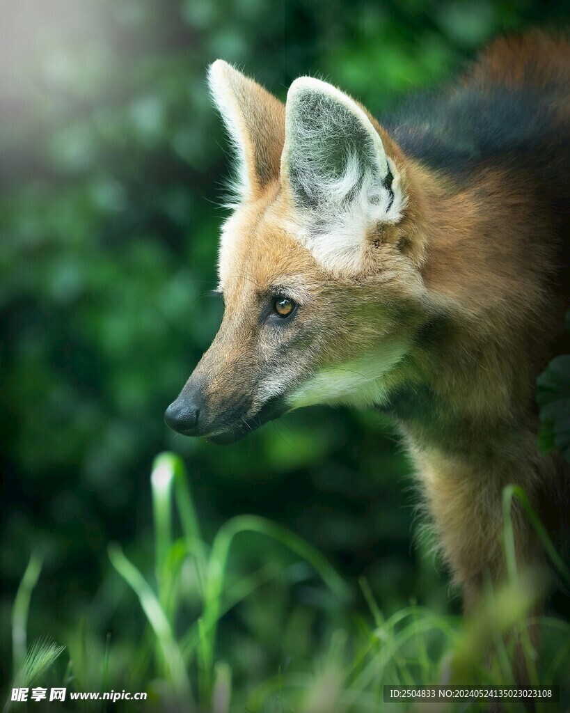 狐狸