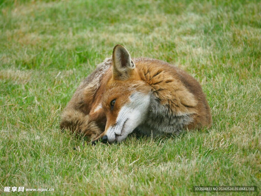 狐狸
