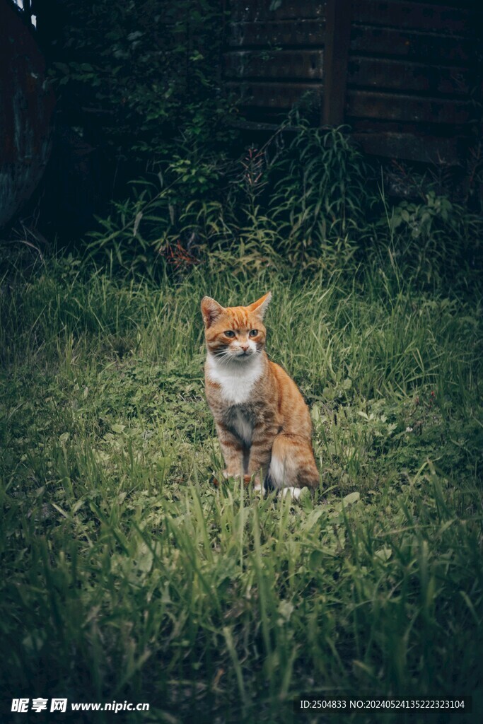 狐狸