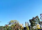 银杏树