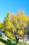 银杏树