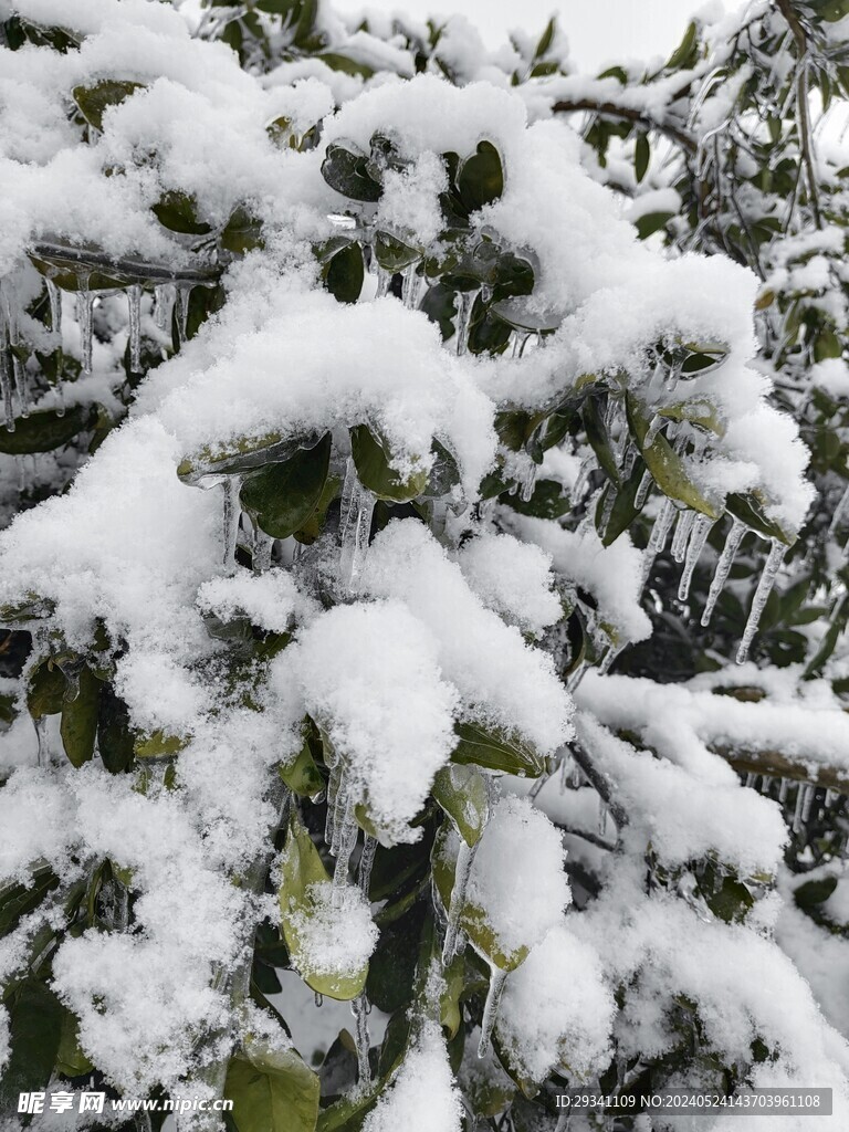 雪景 