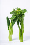 菜心