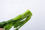 菜心苗特写