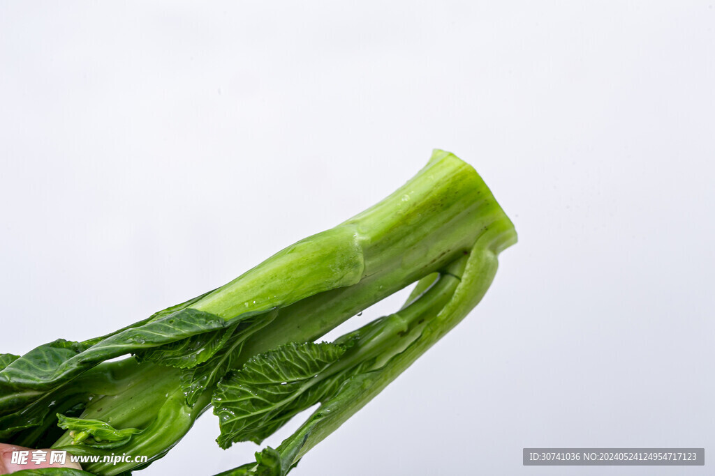 菜心苗特写