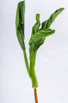 菜心苗