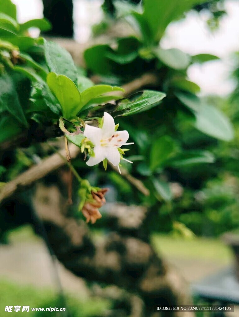 山茶花