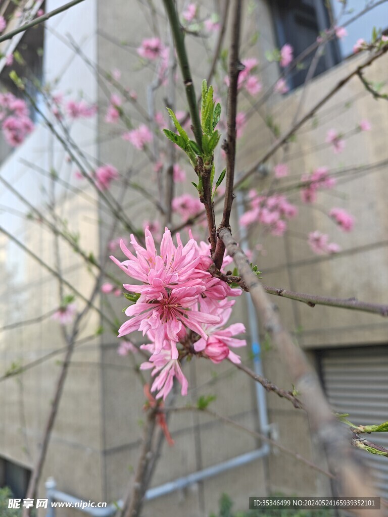 桃花