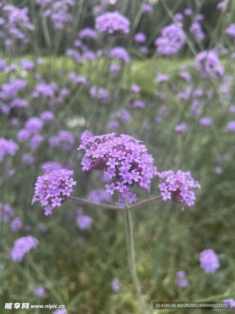 马鞭草