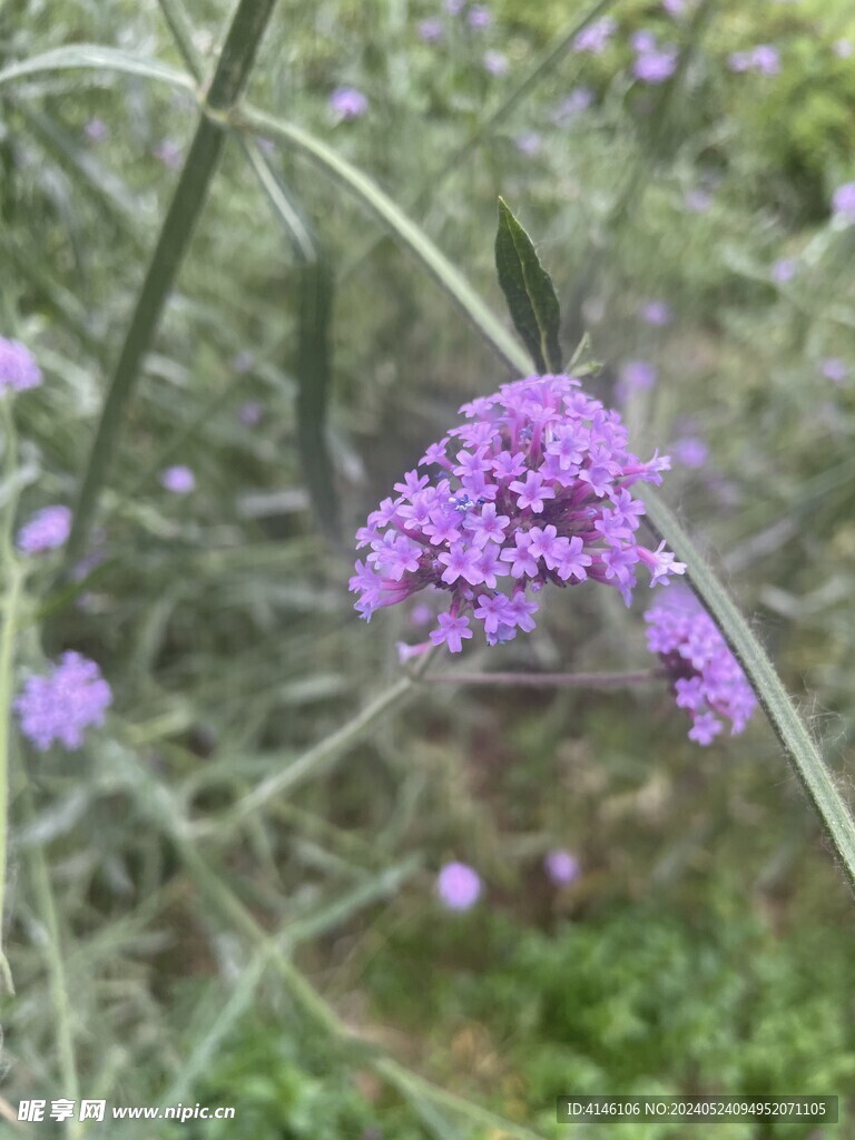 马鞭草