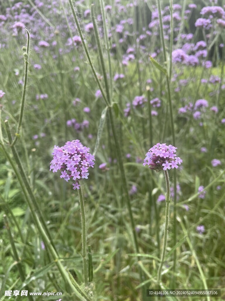 马鞭草