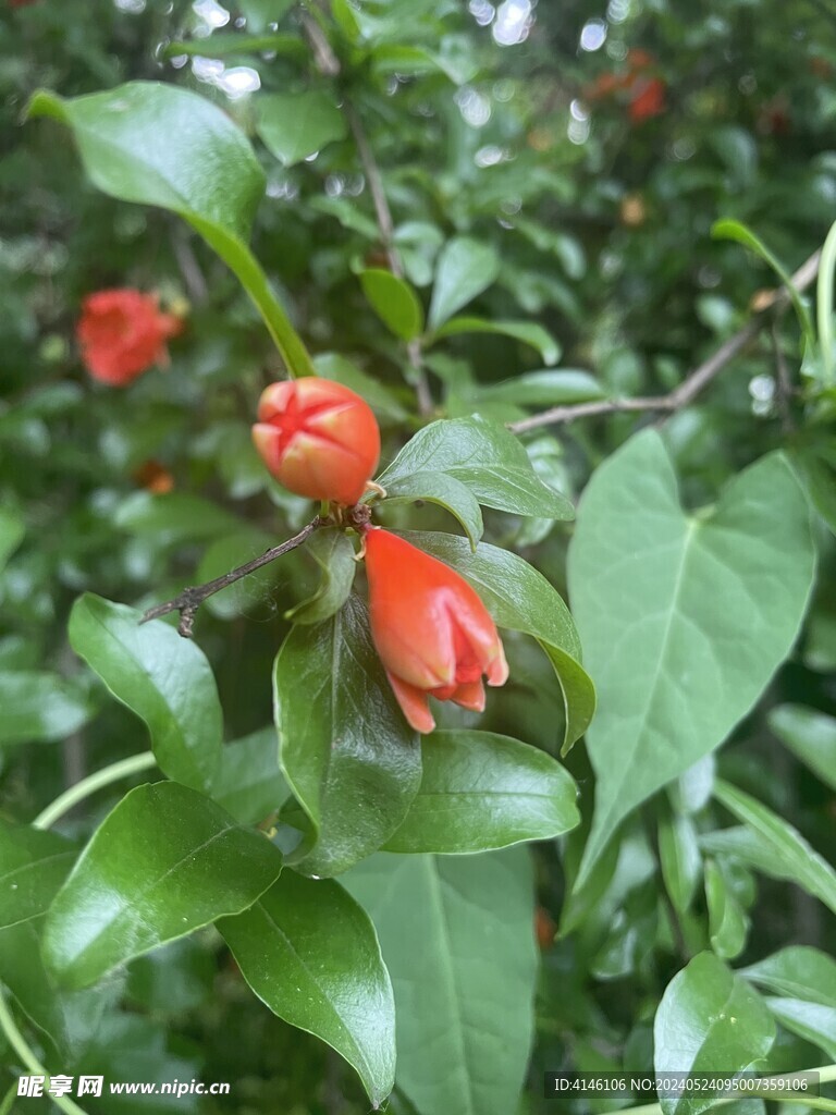 石榴花
