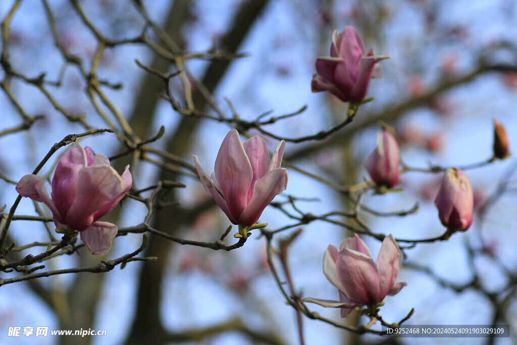  花丛