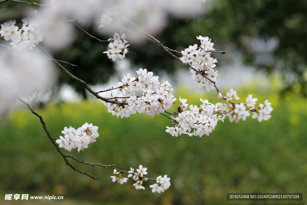 樱花