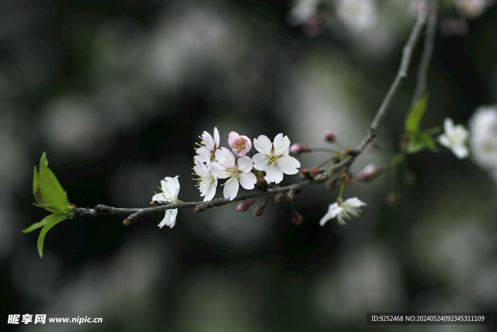  樱花枝