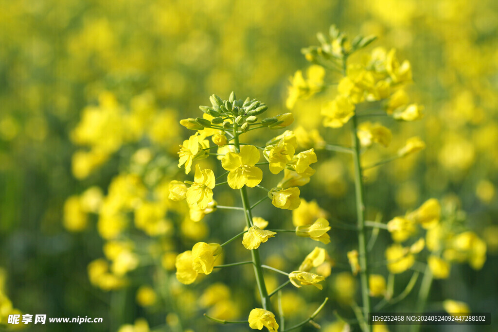 油菜花