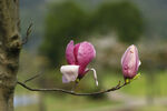  玉兰花