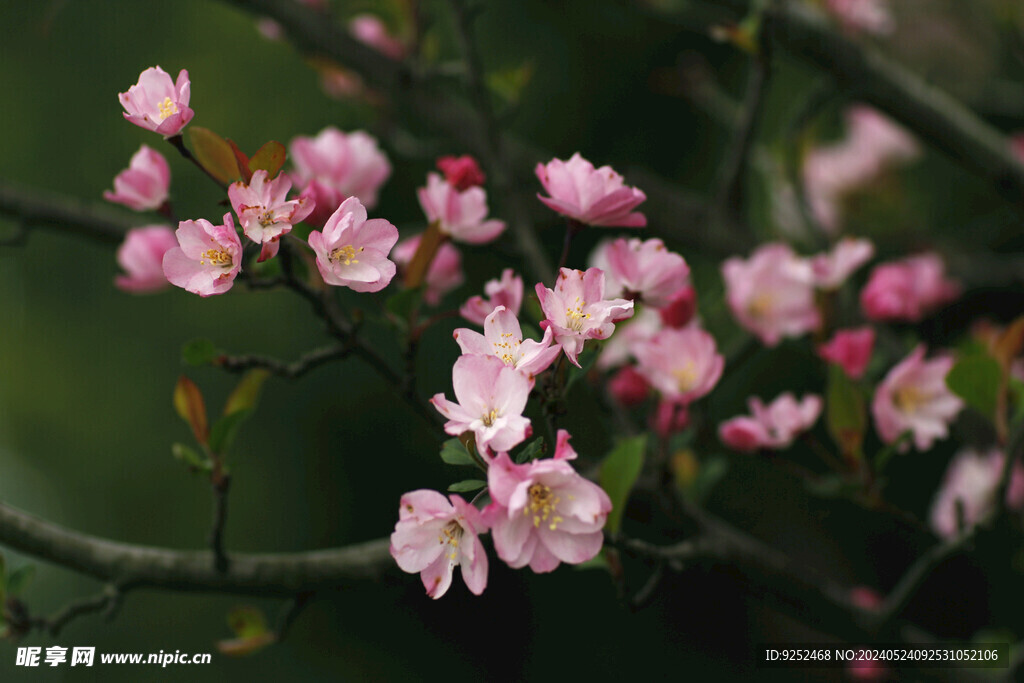  樱花林