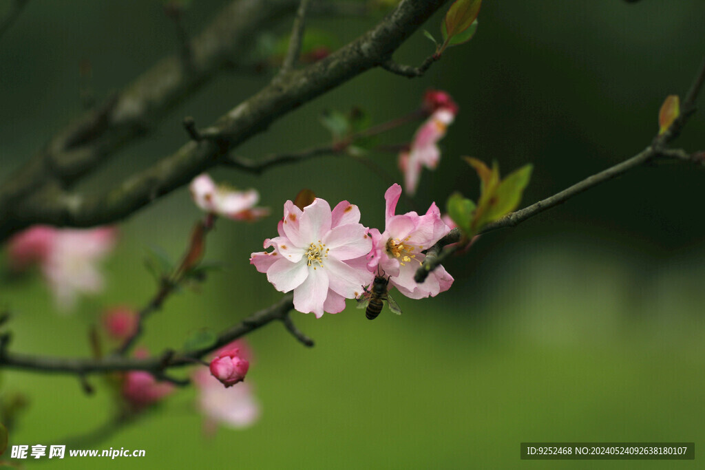  粉樱花 