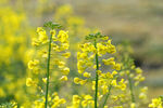 油菜